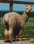 Shelly, Full Fleece Yearling, Spring 97.JPG (32270 bytes)