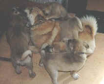 dog pile on dad, may 2000.JPG (11421 bytes)