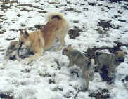 tjalfi & puppies in the snow.JPG (22572 bytes)
