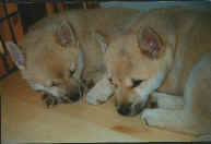 Sleeping Puppies.JPG (25024 bytes)
