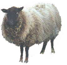 sheep2.jpg (19315 bytes)