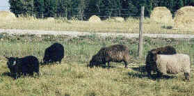 Late Summer Pasture, Bergen 1999.JPG (32128 bytes)