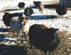 Young Ewes Before.JPG (32011 bytes)