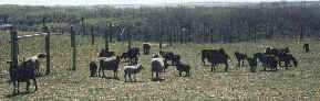 ewes & lambs, may, 2000.JPG (17221 bytes)