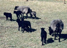 lots of black lambs 2000.JPG (23455 bytes)