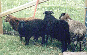 sale lamb group, aug, 2000.JPG (31256 bytes)