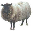 Shetland Sheep.jpg (35421 bytes)