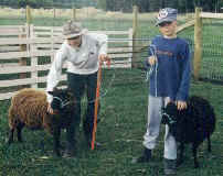Halter Training Lambs, August 1999.JPG (21803 bytes)