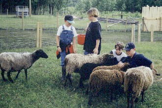 Kids & Sheep, Bergen summer 1999.JPG (38954 bytes)