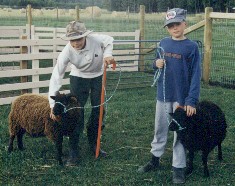 Halter Training Lambs, August 1999.JPG (21803 bytes)